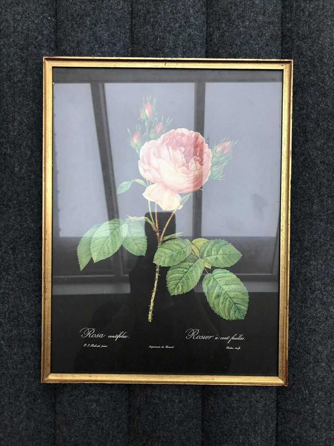 Ingelijste Rozenprint, Vintage Bloemenprint Ca. Jaren 1960, Botanische Rozen Wanddecoratie, Boho Chic, Antieke Roos, Cottage Chic photo 135.0