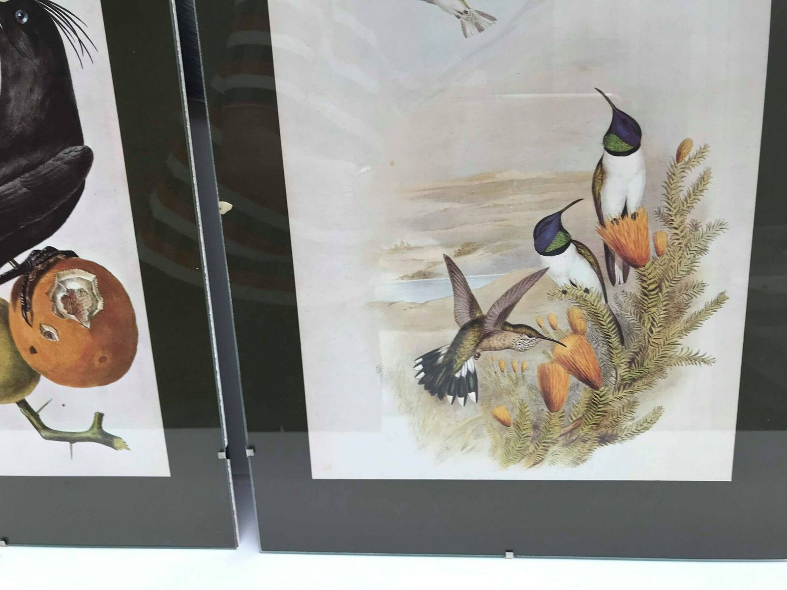 Vintage Bird Wall Art Prints Illustrations Reproductions Collection 1950s Lithographies Ready To Hang Set Of 3 Bird Lover Boho Gift photo Art