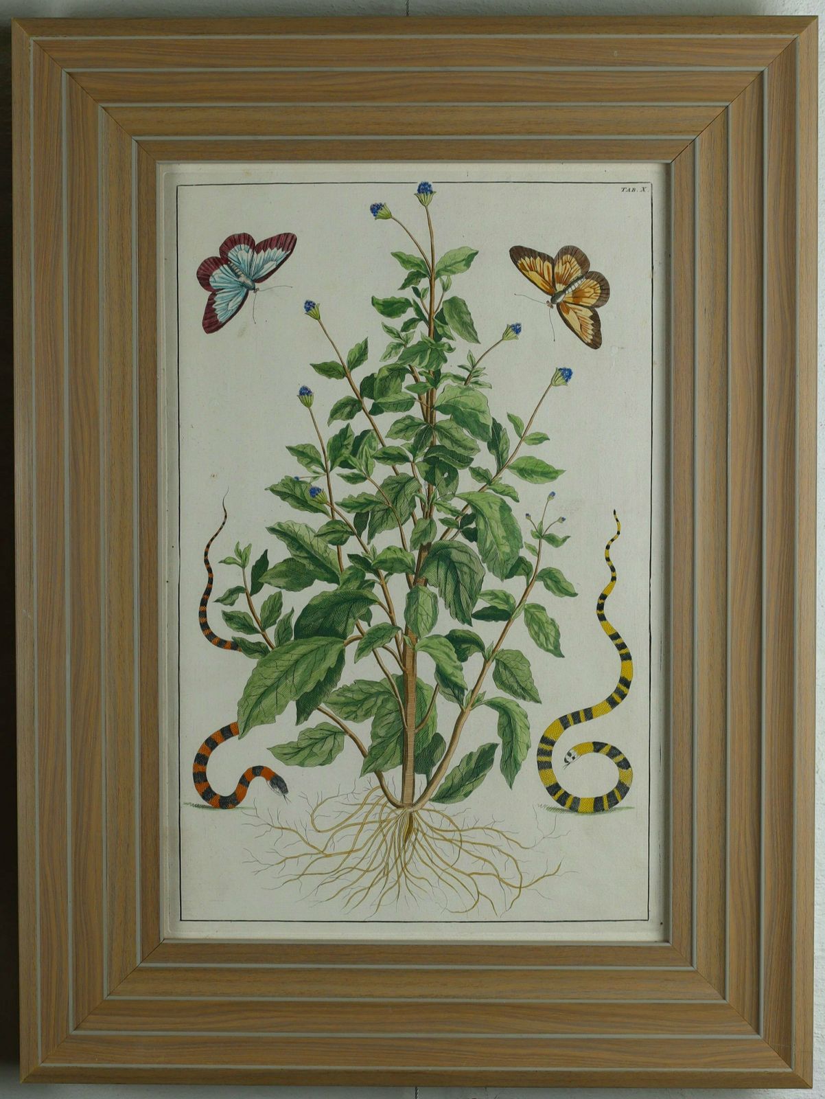 Pair Of Fine Coloured Engravings From Alertus Seba's Locupletissimi... photo for sale