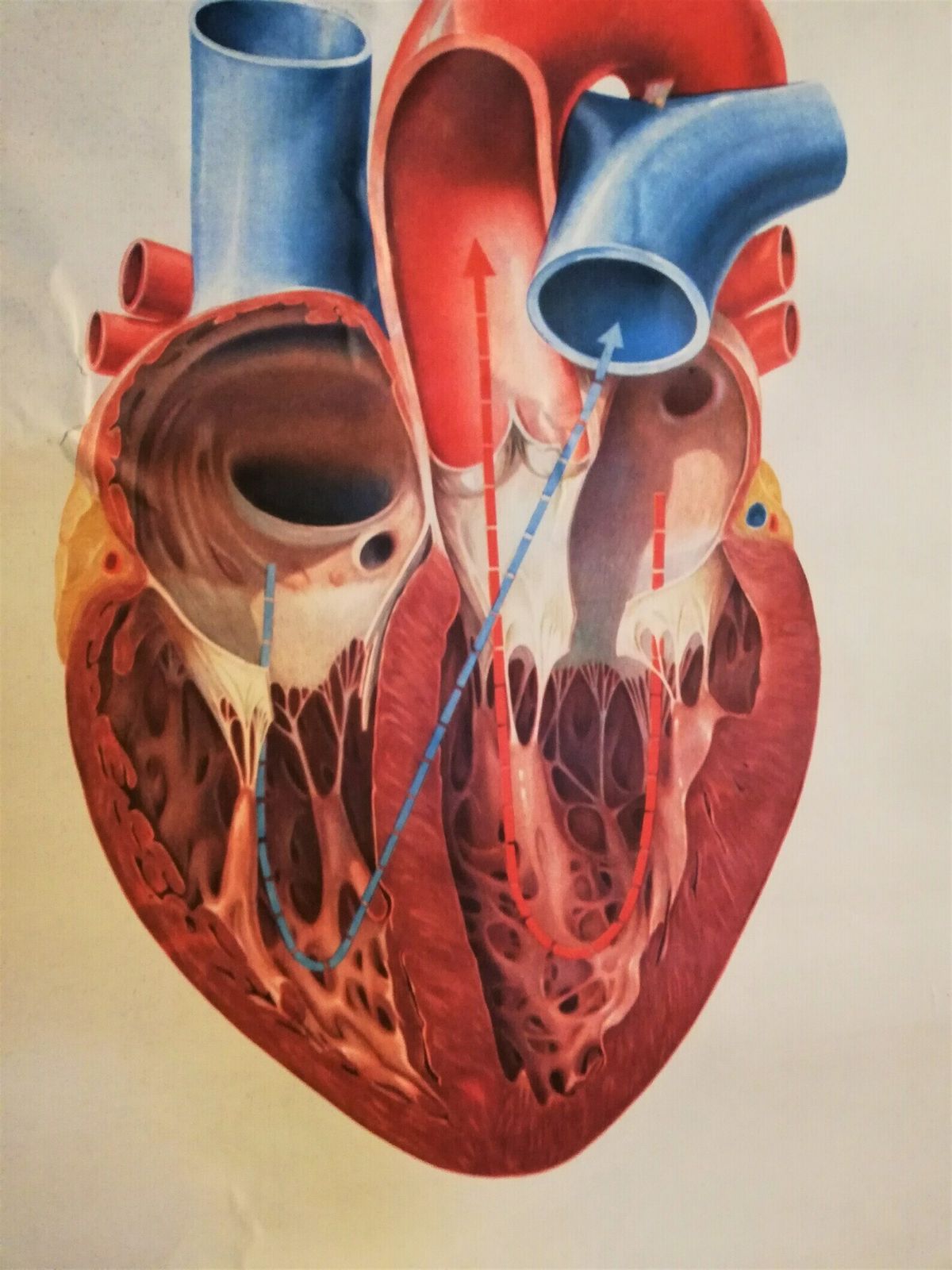 Vintage Anatomieposter / Menselijk Hart Anatomie / Fysiologieposter / Realistische Harttekening / Vintage Schoolposter