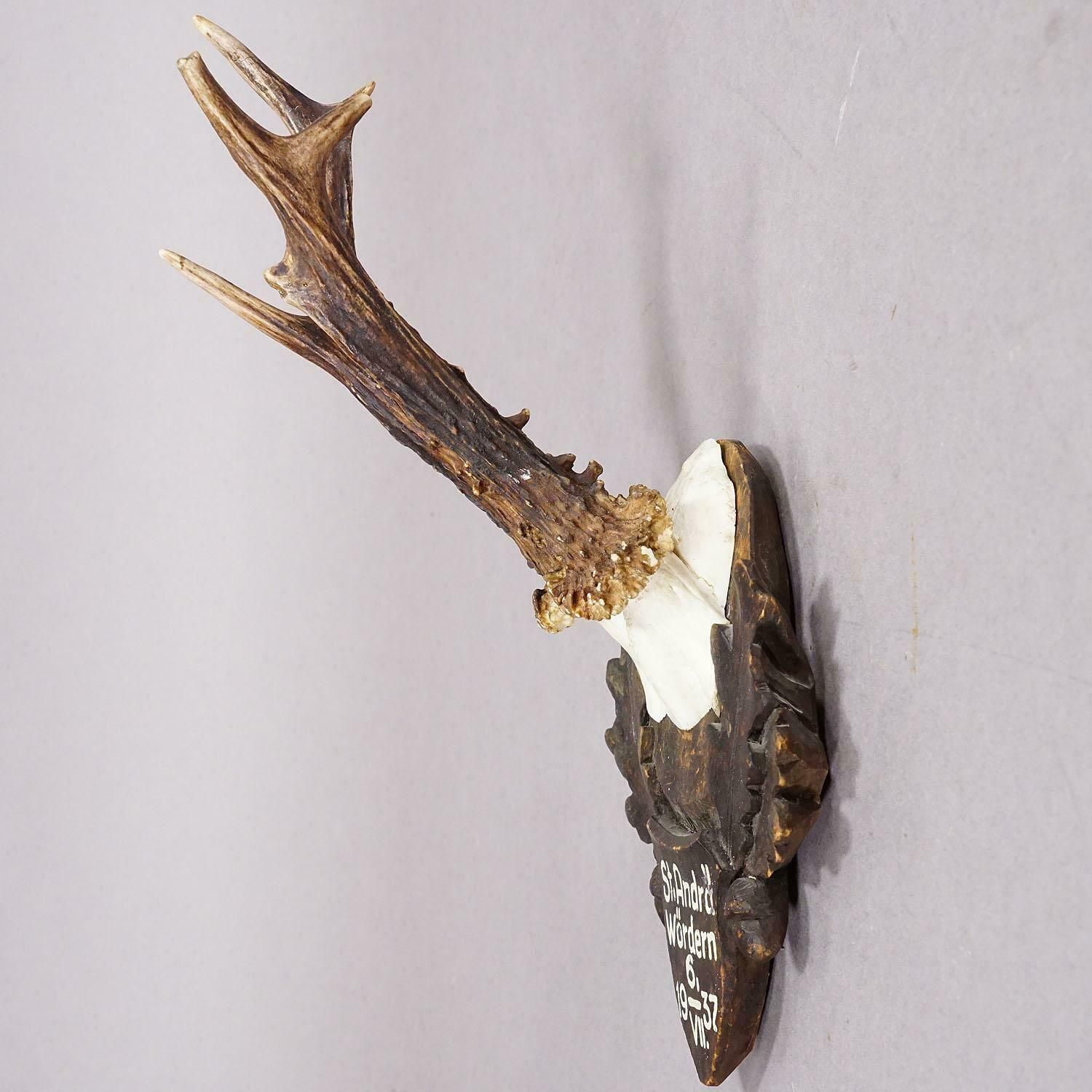 Great Deer Trophy Mount On Wooden Carved Plaque 1937 photo for sale