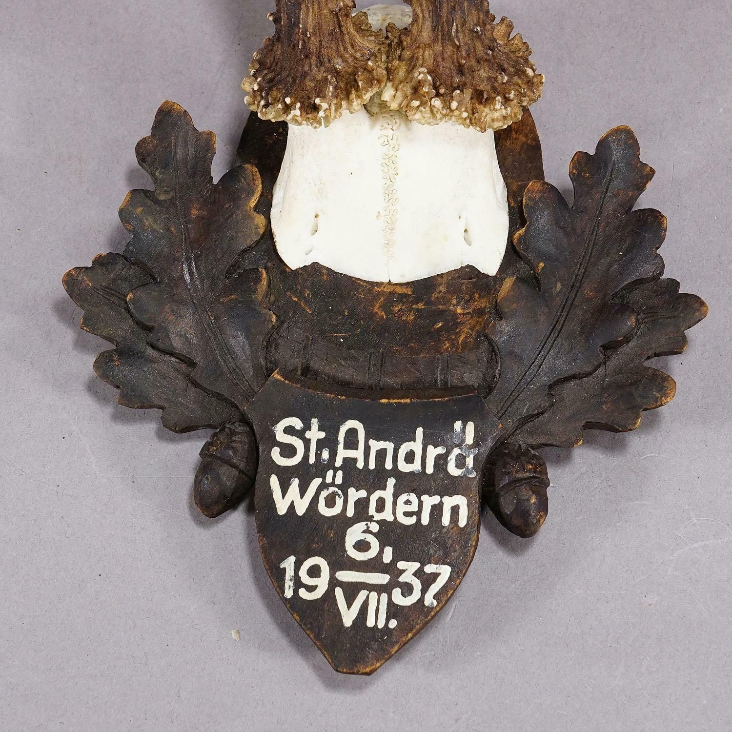 Great Deer Trophy Mount On Wooden Carved Plaque 1937 photo 234.0