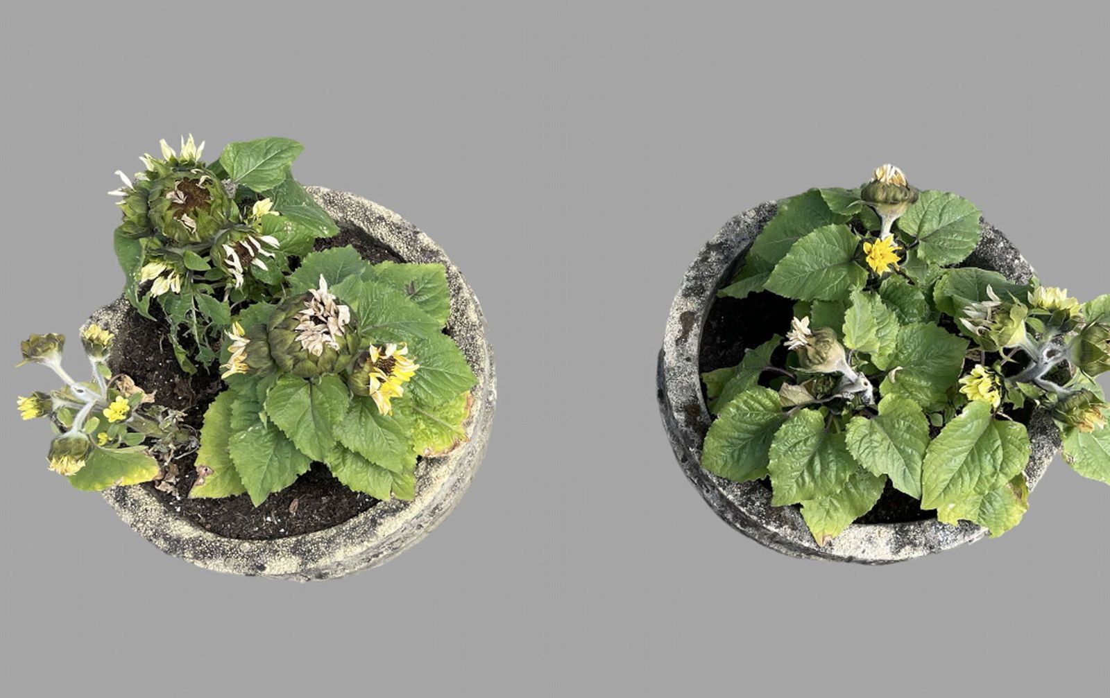 A Pair Of C1950 Garden Barrel Planters photo 325.0