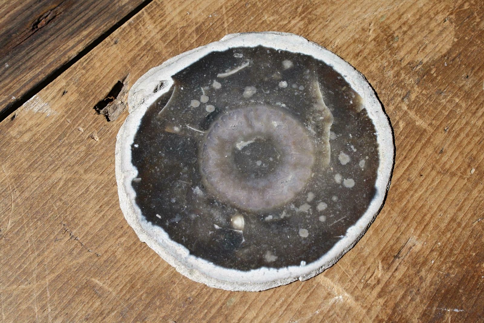 Home Decor Early 20th C Pair Transverse Section's Of Fossil Sponges Natural History Curio photo