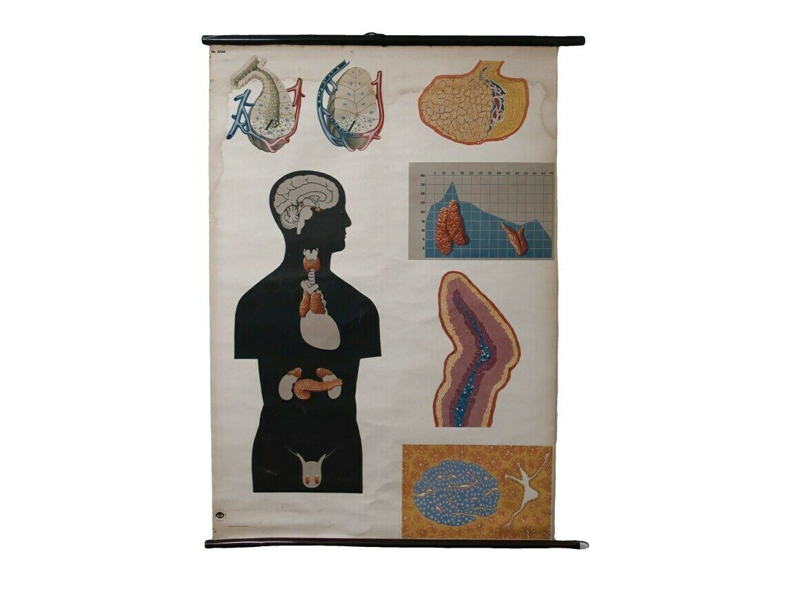 Wall Hanging Vintage Anatomical Chart   Deutsches Hygiene Museum Dresden