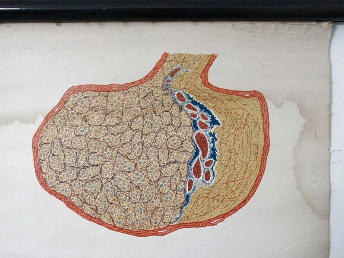 Wall Hanging Vintage Anatomical Chart   Deutsches Hygiene Museum Dresden photo vintage