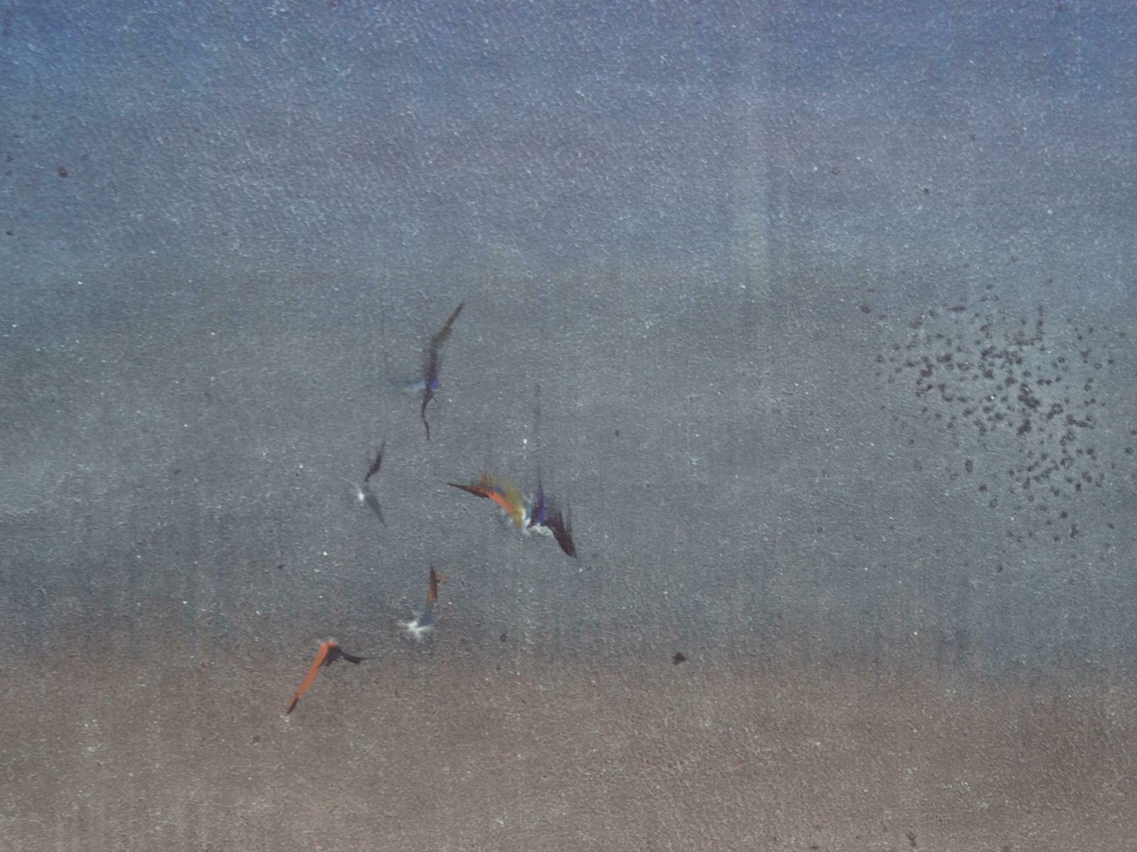Zigmunds Snore Birds. 2020. Watercolour, Paper photo Art