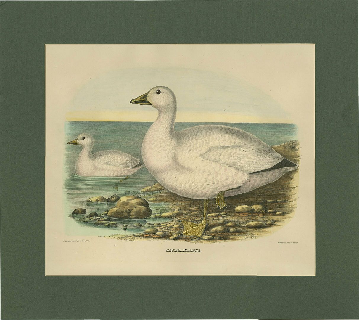 Antique Bird Print Of Cassin's Snow Goose