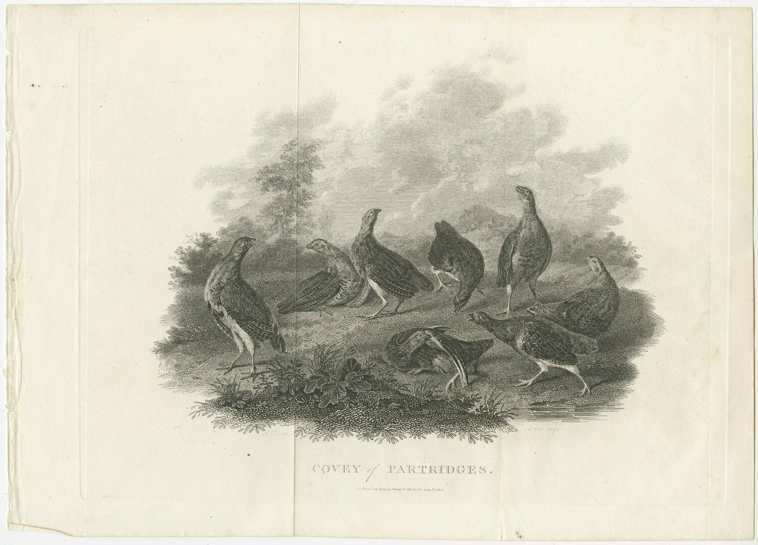 Antique Bird Print Of A Covey Or Small Group Of Partridges