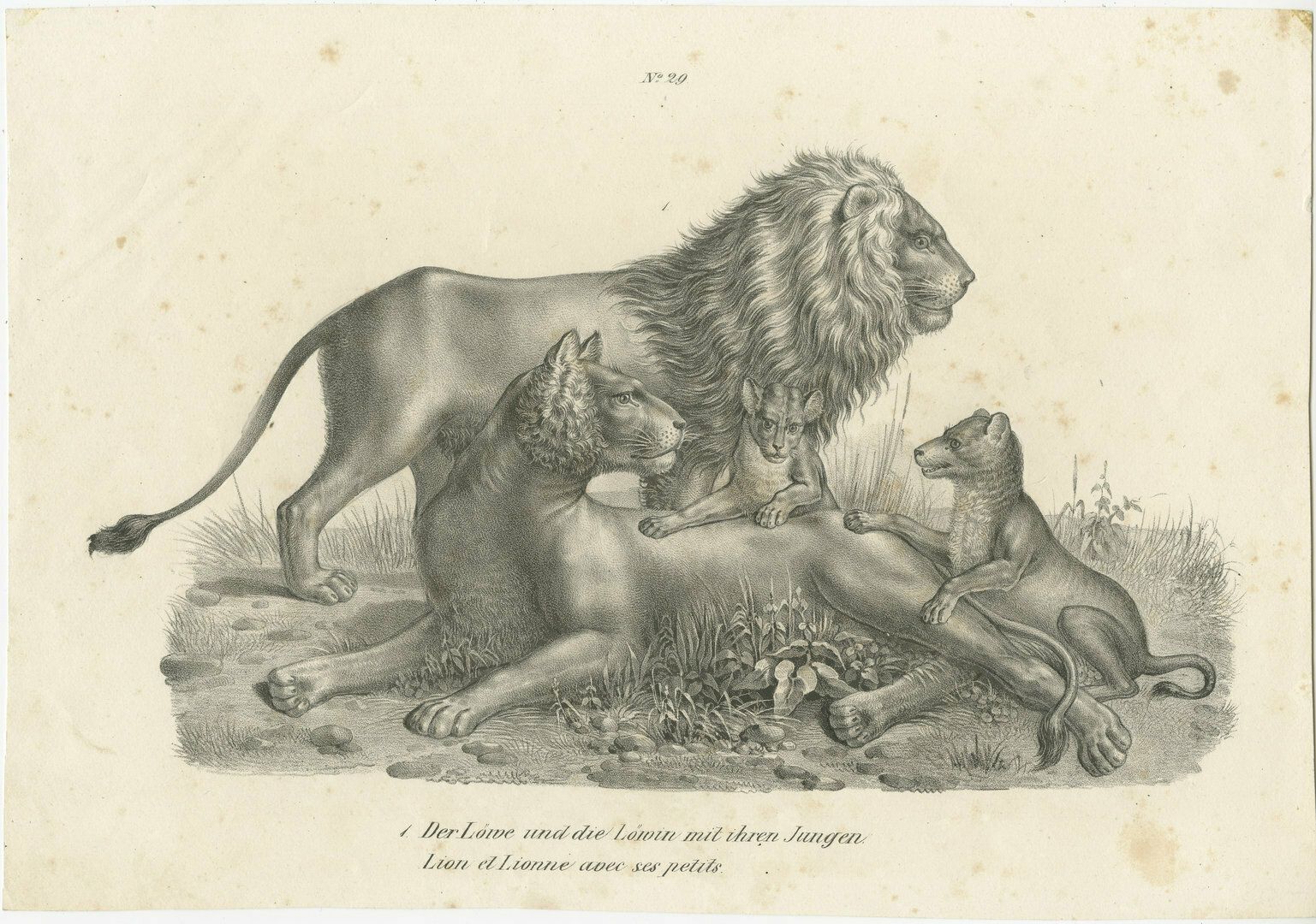 Original Antique Print Of Lion, Lioness And Lion Cubs