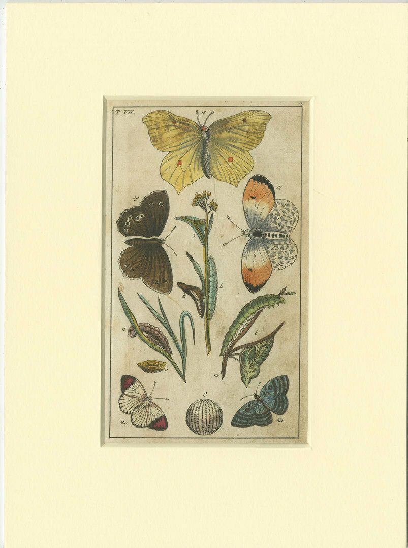Set Of 4 Antique Butterfly Prints Also Showing Caterpillars And Pupae photo furniture