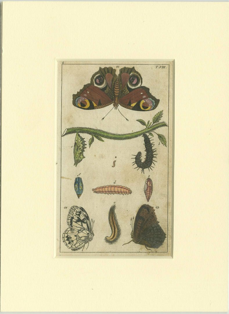 Set Of 4 Antique Butterfly Prints Also Showing Caterpillars And Pupae photo 408.0