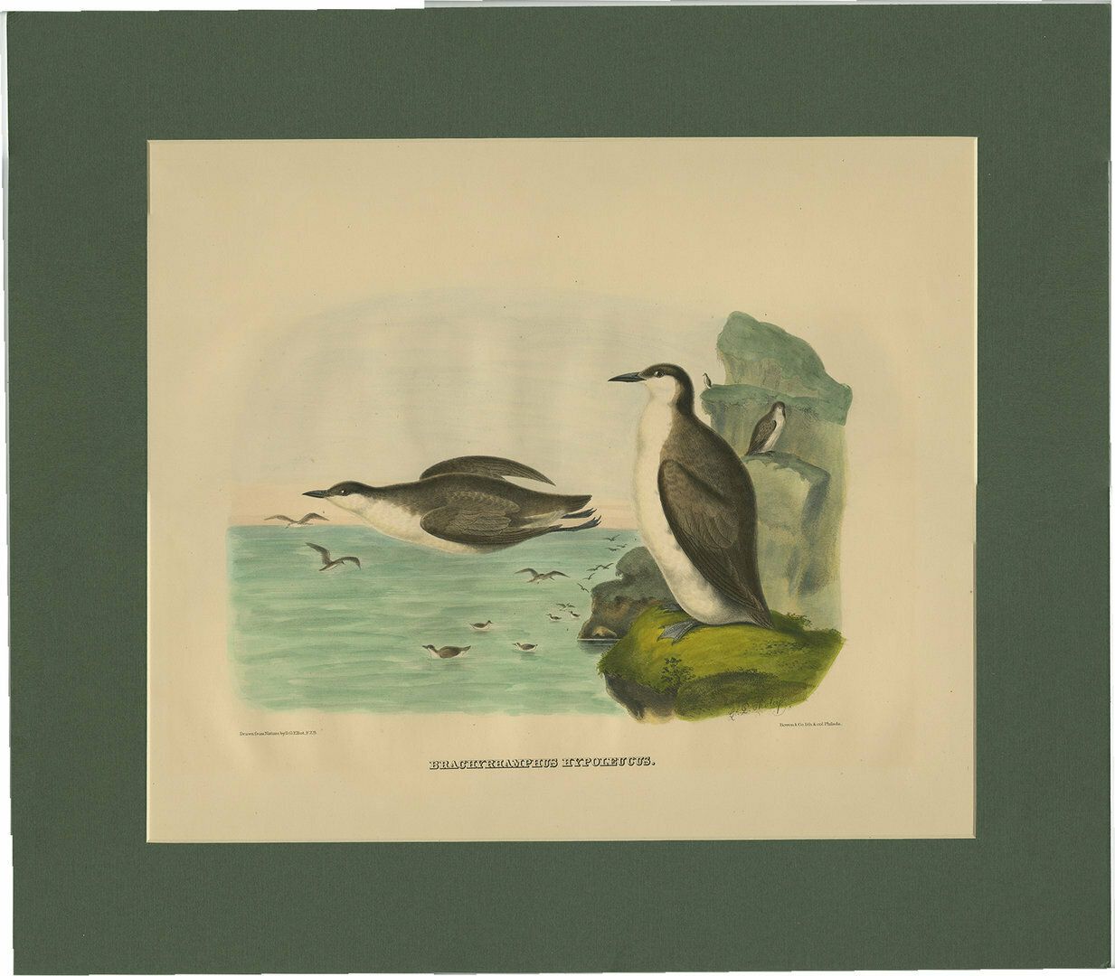 Antique Bird Print Of Xantus's Murrelets