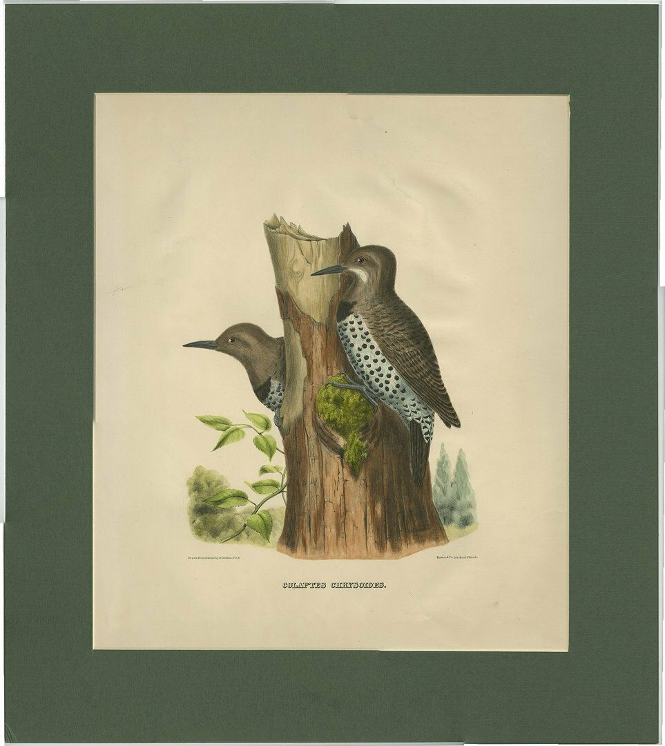 Antique Bird Print Of Gilded Flickers
