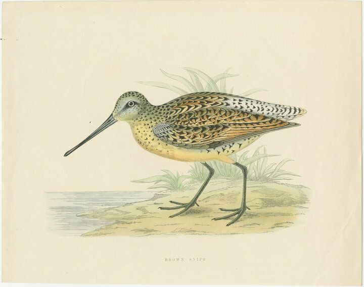 Original Antique Bird Print Of A Brown Snipe