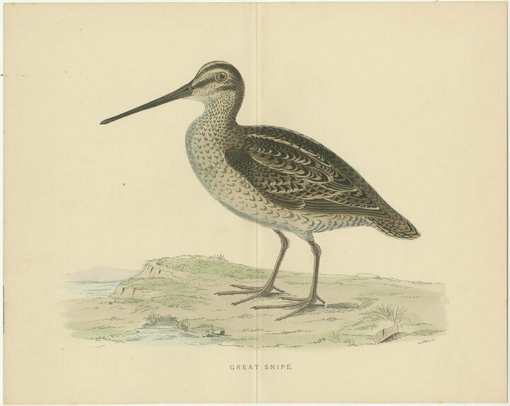 Set Of 2 Antique Prints Of A Woodcock And Great Snipe, With Centre Fold photo for sale