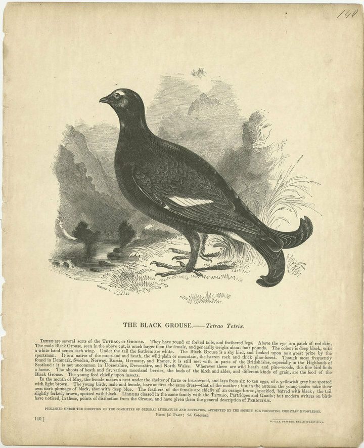 Original Antique Print Of The Black Grouse