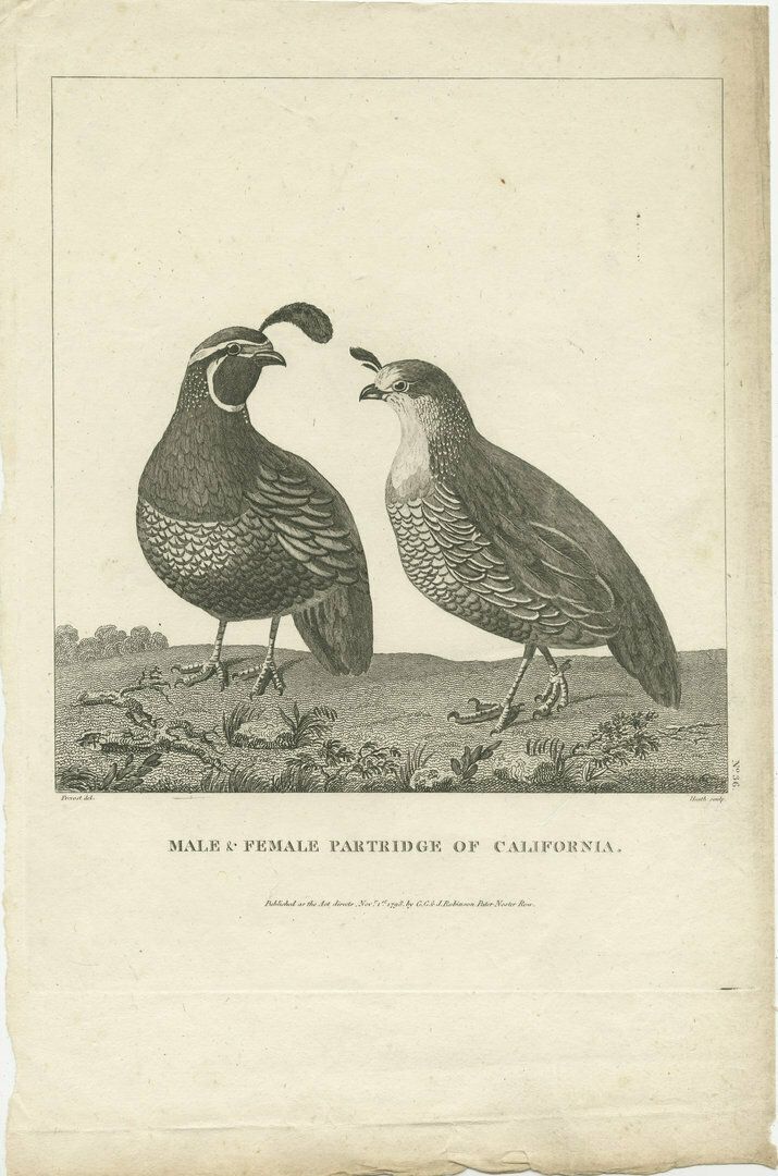 Antique Print Of A Male And Female Partridge Of California