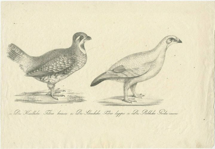 Antique Print Of A Hazel Grouse And Lagopus Grouse