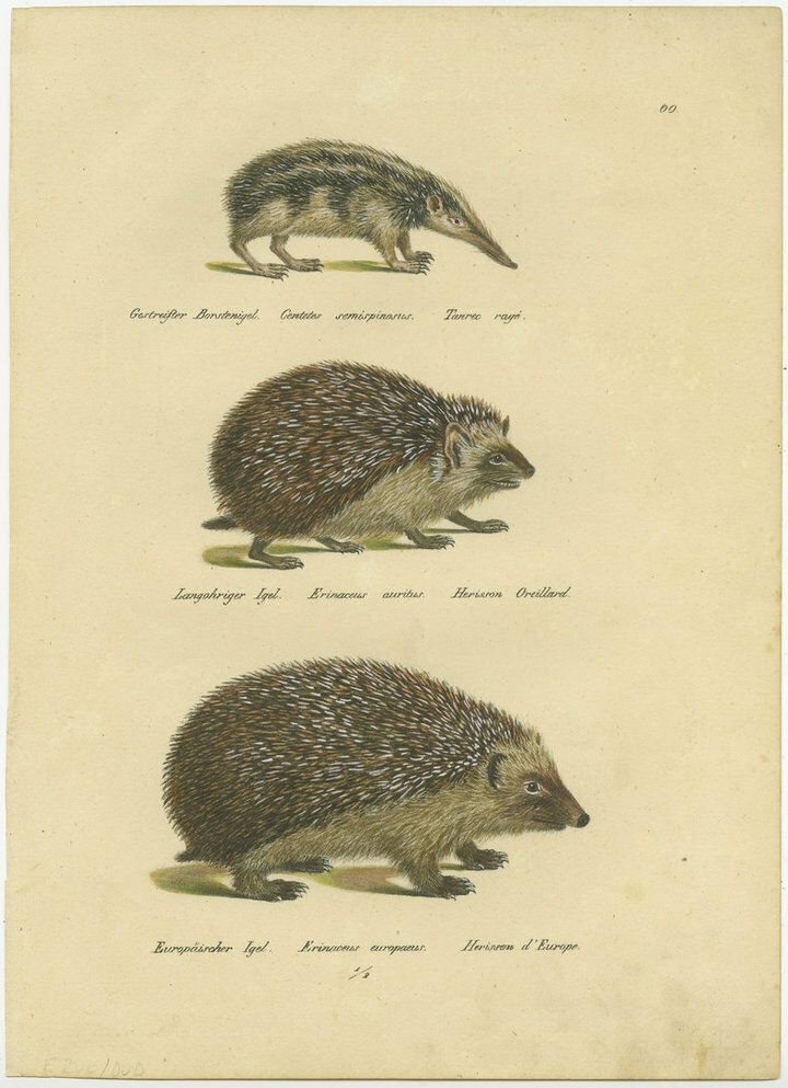 Antique Hand Colored Print Of Three Hedgehog Species