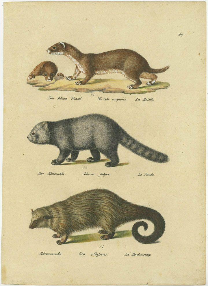 Antique Hand Colored Print Of A Weasel, Panda And Wolverine
