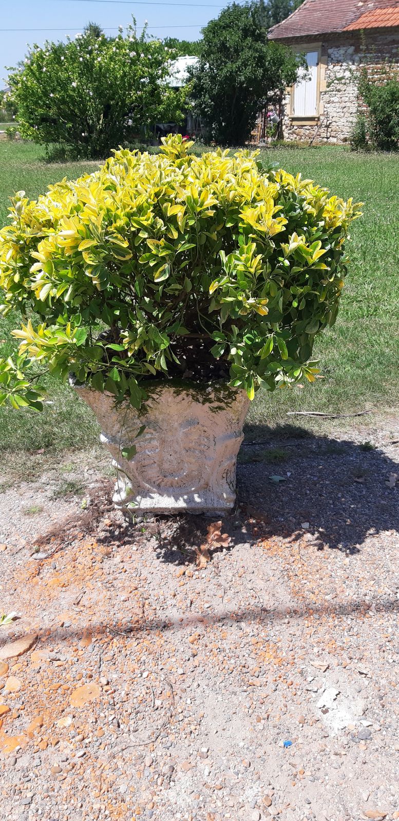 photo furniture 1960s Reconstructed Stone Planter With Plant