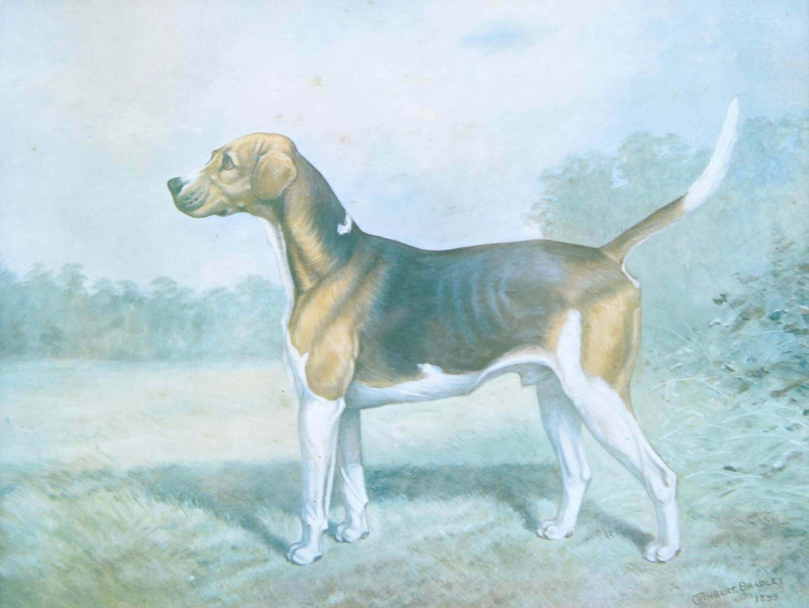 Cuthbert Bradley Duke Of Beaufort's Vaulter Hunting Hound Print By Cuthbert Bradley