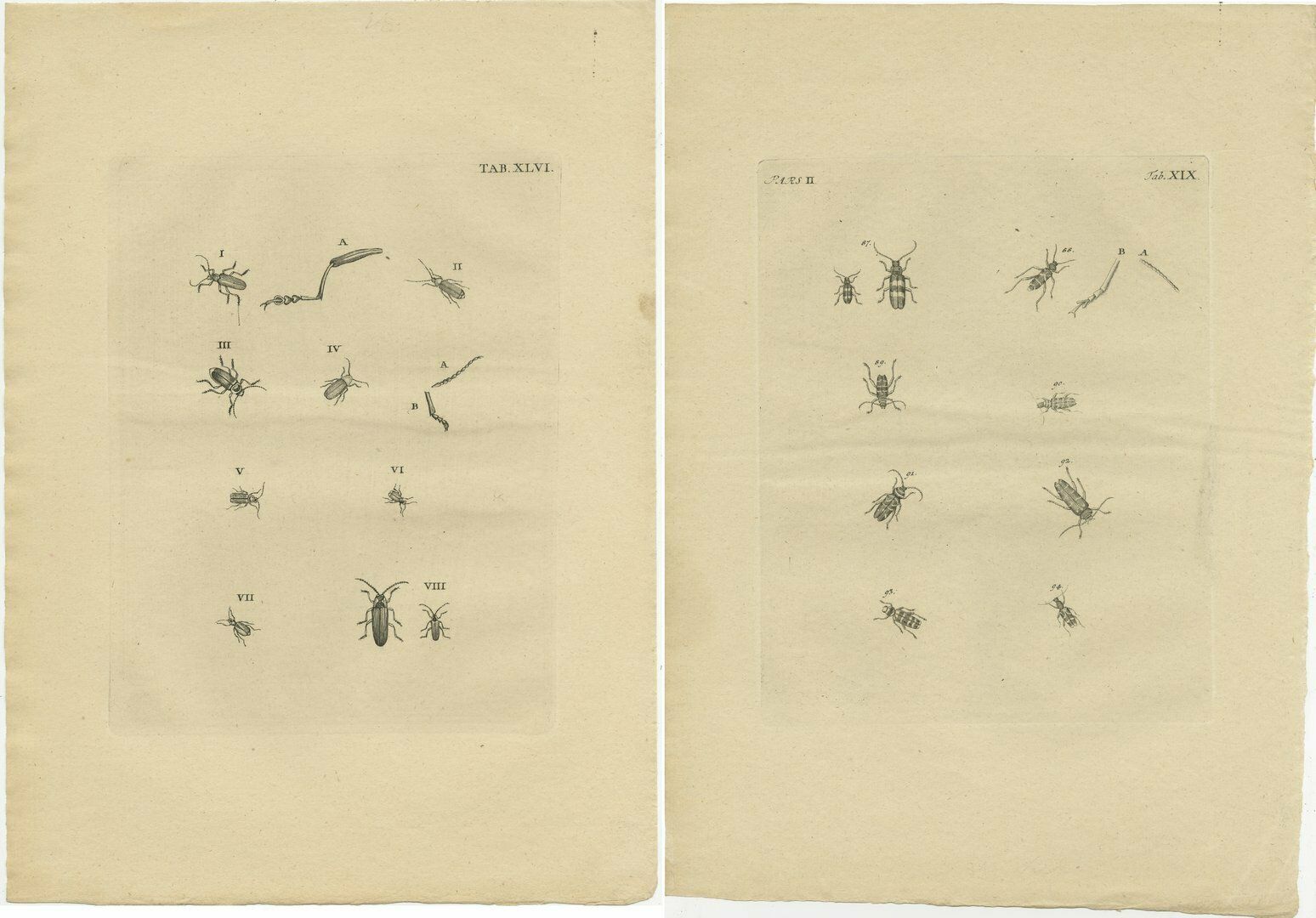 Set Of 2 Antique Prints Of Various Small Beetles