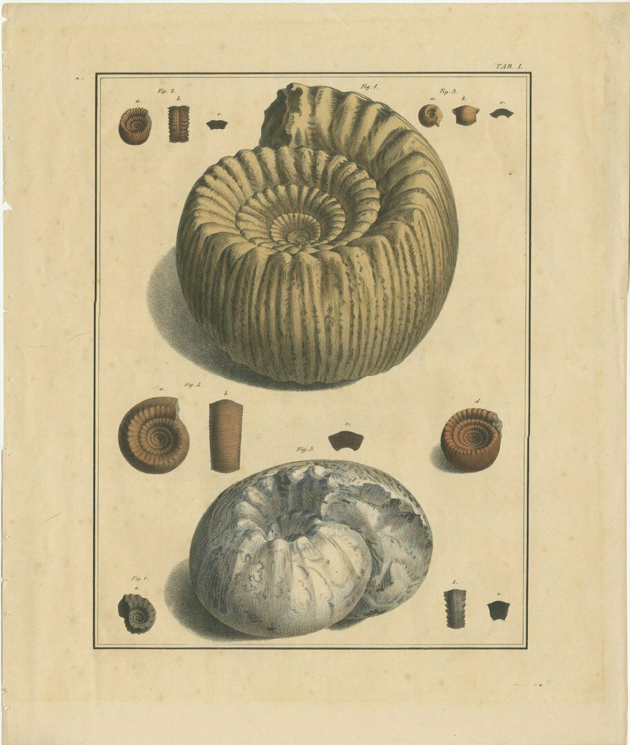 Set Of 2 Large Lithographs Of Fossils photo furniture