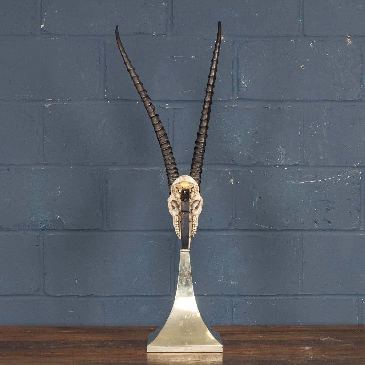 A Taxidermy Study Of An African Impala, By Anthony Redmile, London, C.1970 photo 3495.0