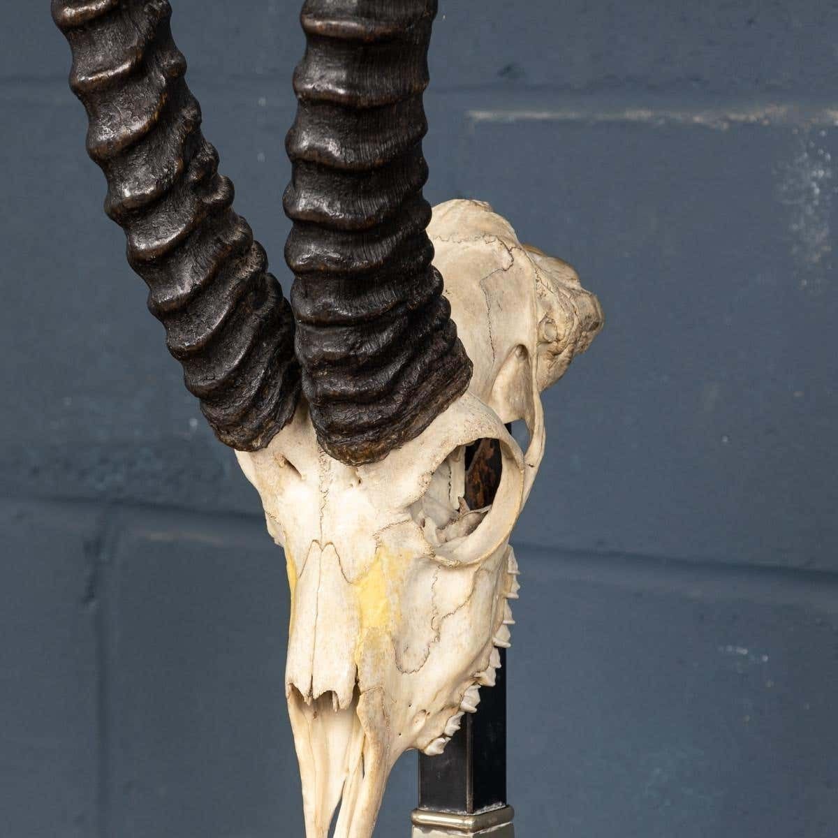 photo furniture A Taxidermy Study Of An African Impala, By Anthony Redmile, London, C.1970