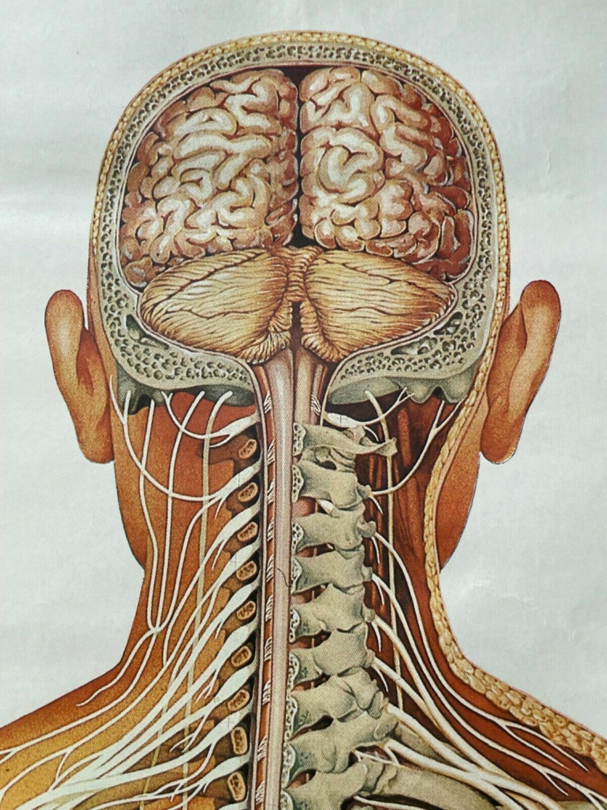 Vintage Full Body Nervous System Educational Medical School Chart Anatomy Nerves photo vintage