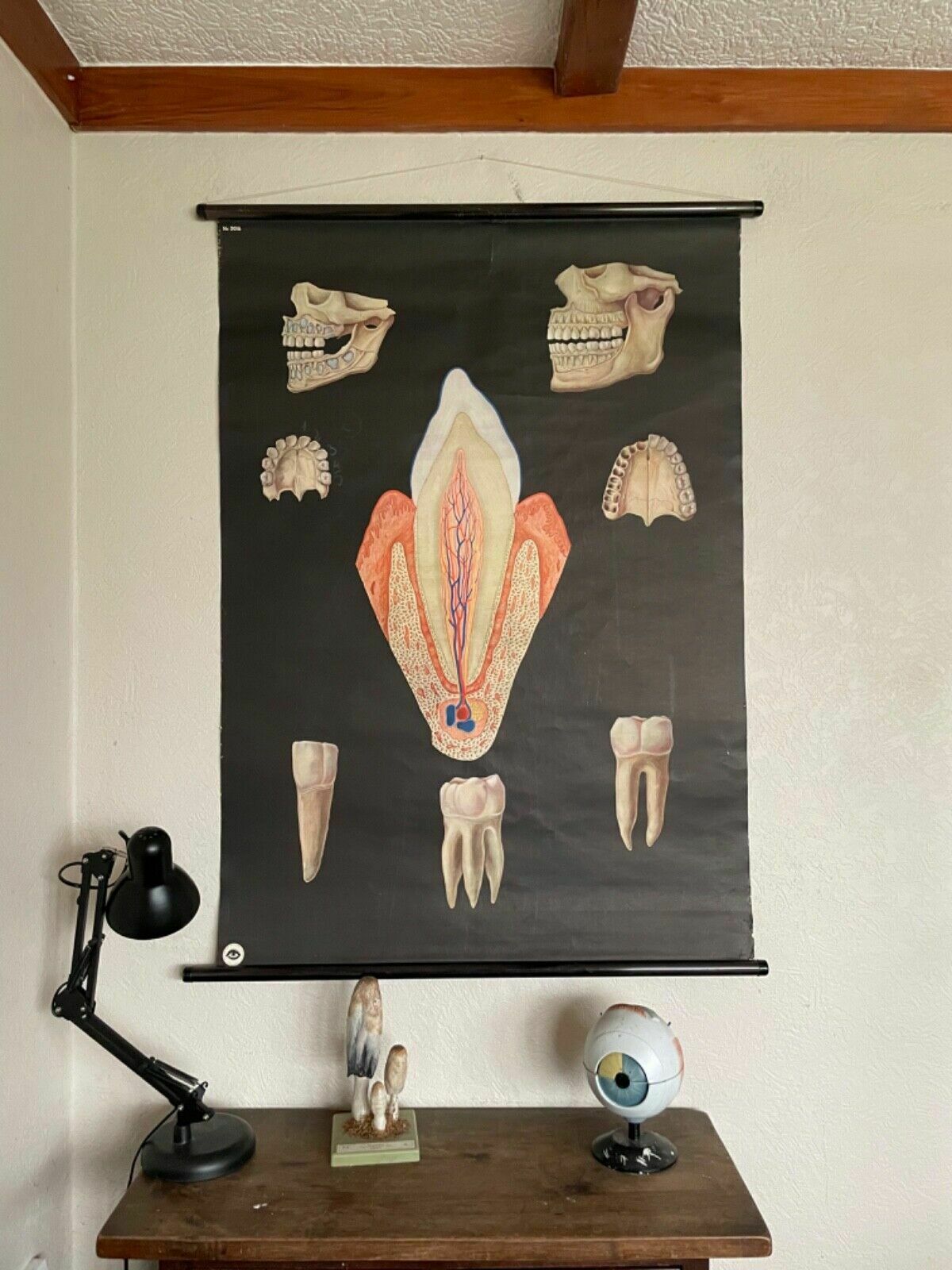 Vintage School Chart Of Teeth Dental Anatomy Educational Chart Line Poster Tooth
