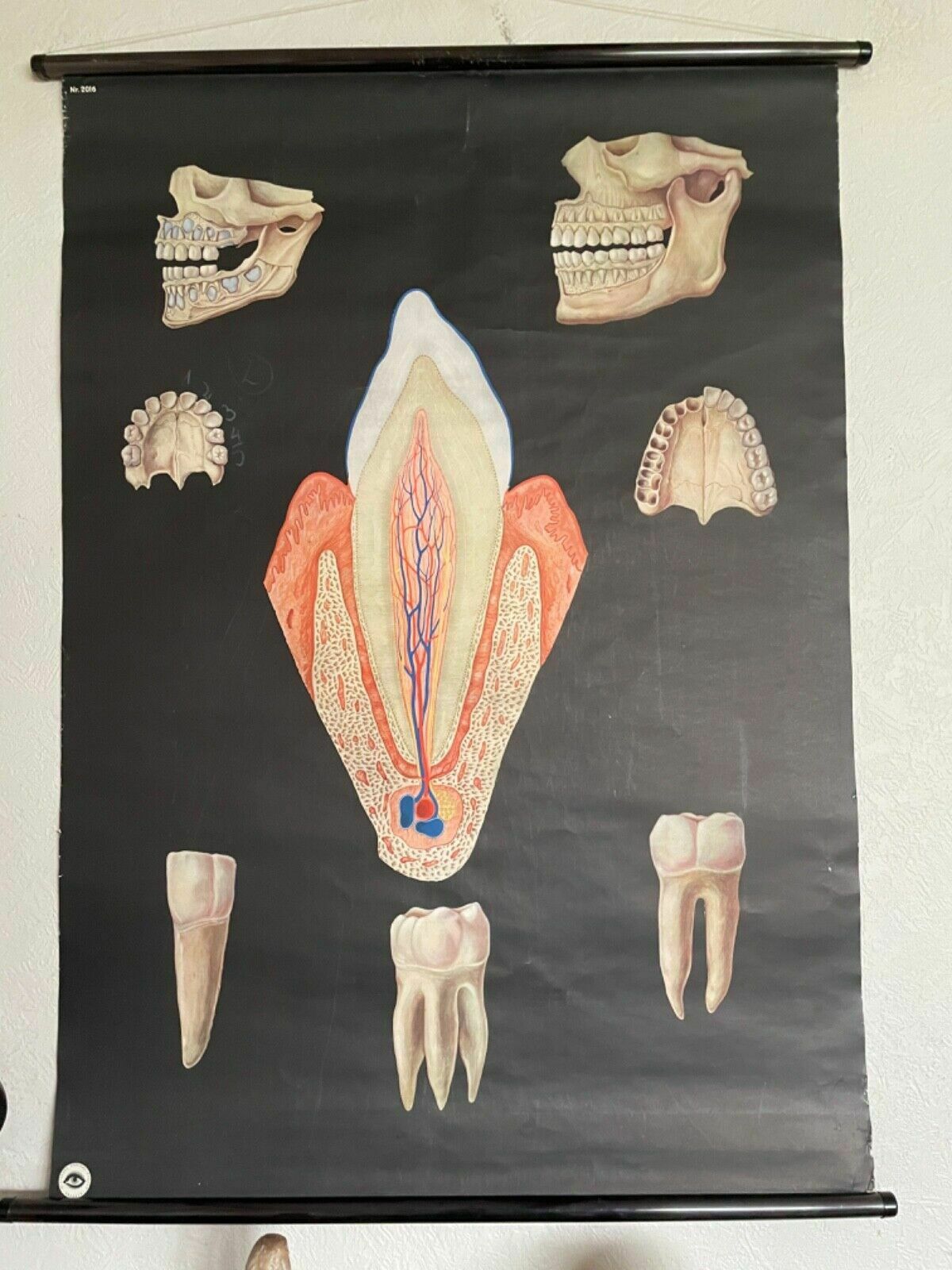 Vintage School Chart Of Teeth Dental Anatomy Educational Chart Line Poster Tooth photo furniture