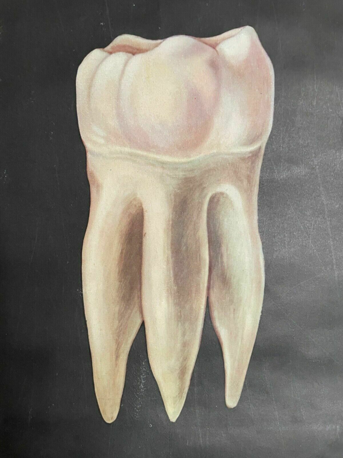 Vintage School Chart Of Teeth Dental Anatomy Educational Chart Line Poster Tooth photo 141.0