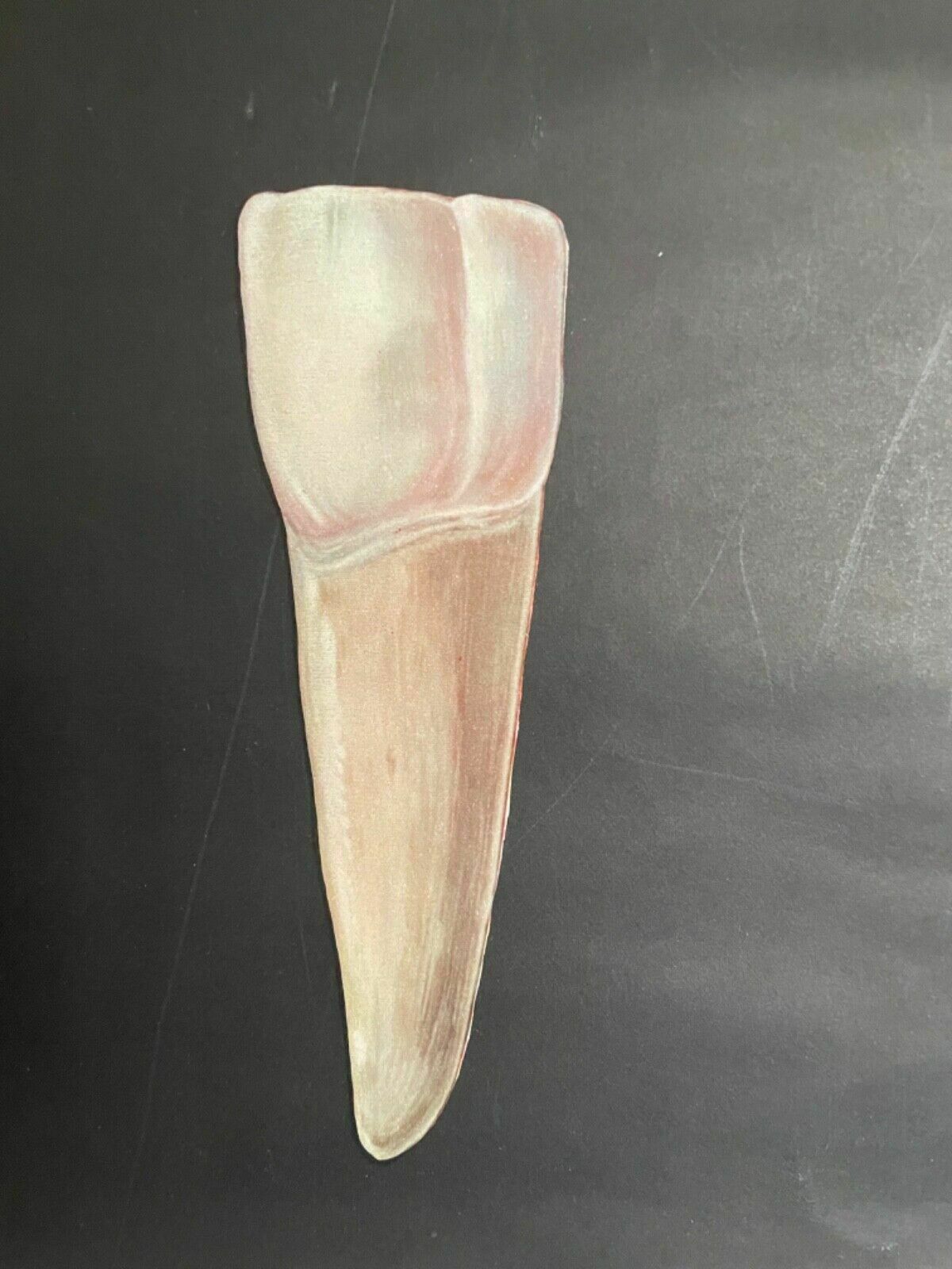 Vintage School Chart Of Teeth Dental Anatomy Educational Chart Line Poster Tooth photo vinterior