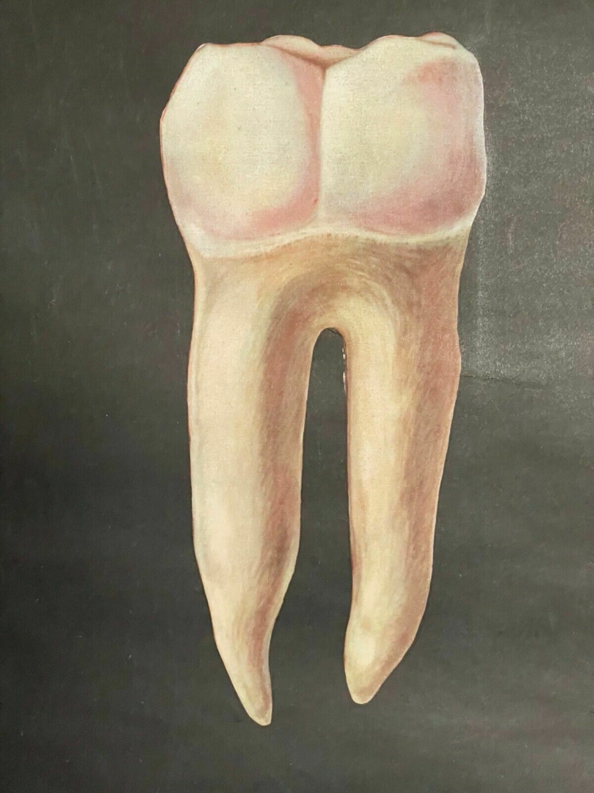 Vintage School Chart Of Teeth Dental Anatomy Educational Chart Line Poster Tooth photo buy