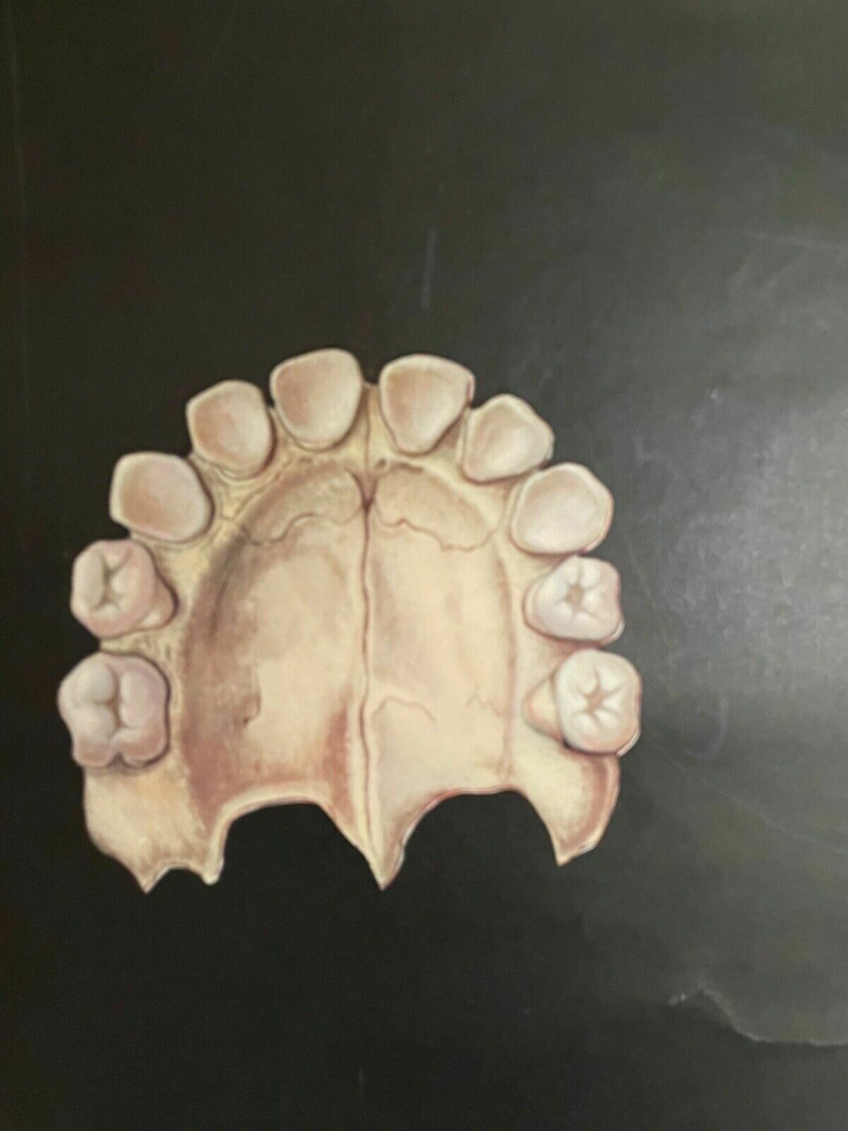 photo vinterior Vintage School Chart Of Teeth Dental Anatomy Educational Chart Line Poster Tooth