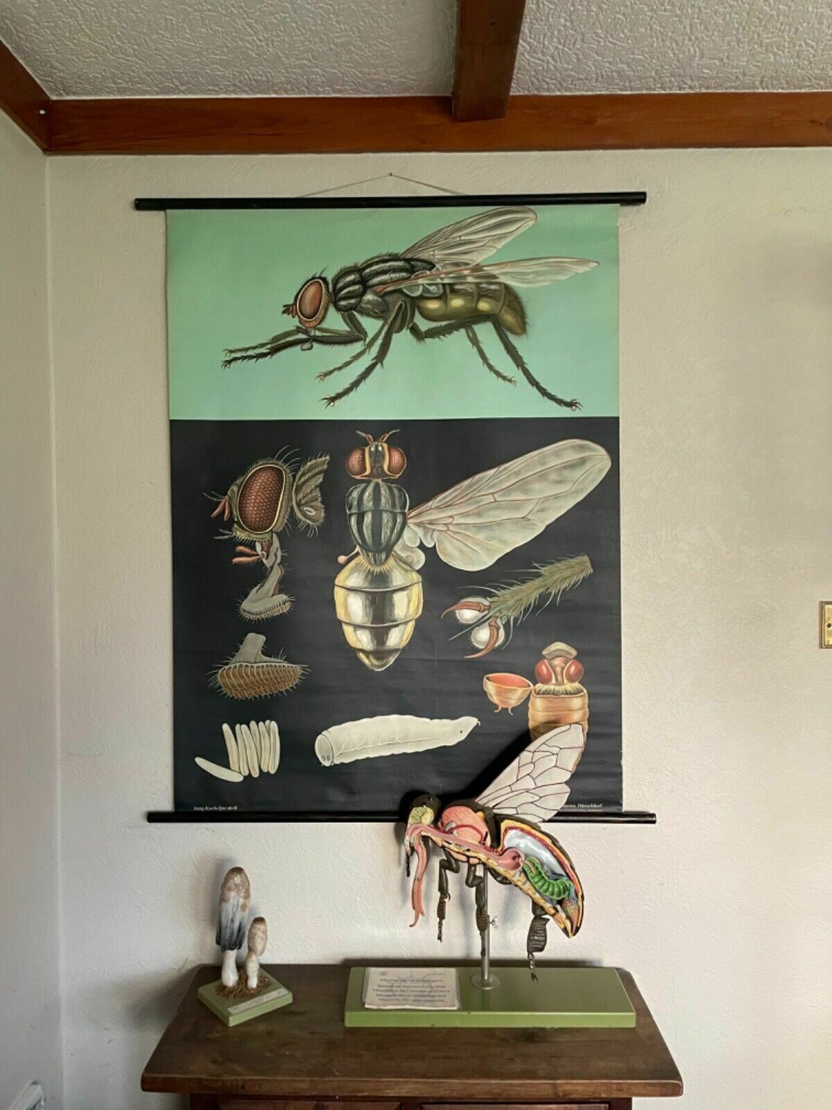 photo buy Vintage House Fly School Chart By Jung Koch Quentell Roll Down Educational Print