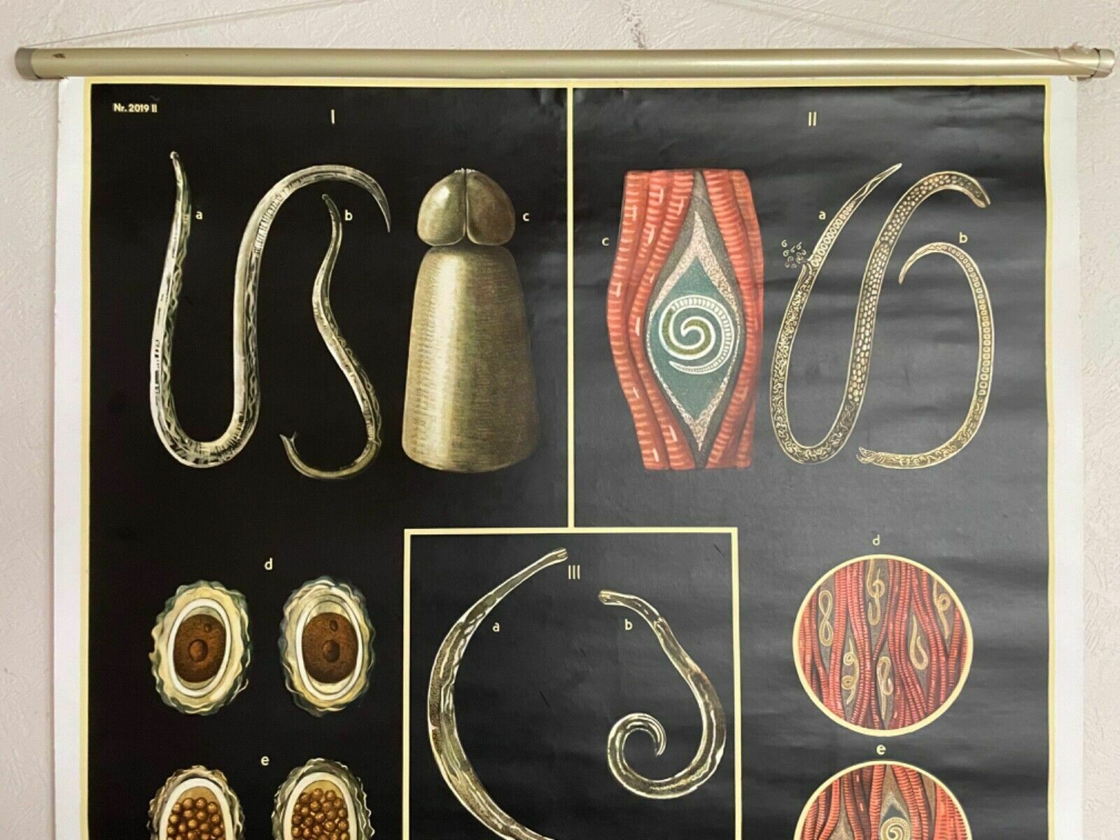 Vintage Gut Parasites Roll Down Educational School Chart Wall Chart Trichinosis photo for sale