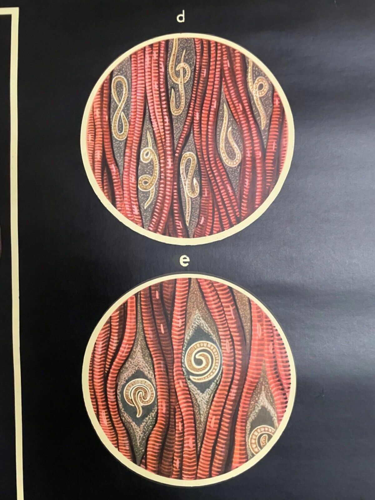 photo furniture Vintage Gut Parasites Roll Down Educational School Chart Wall Chart Trichinosis