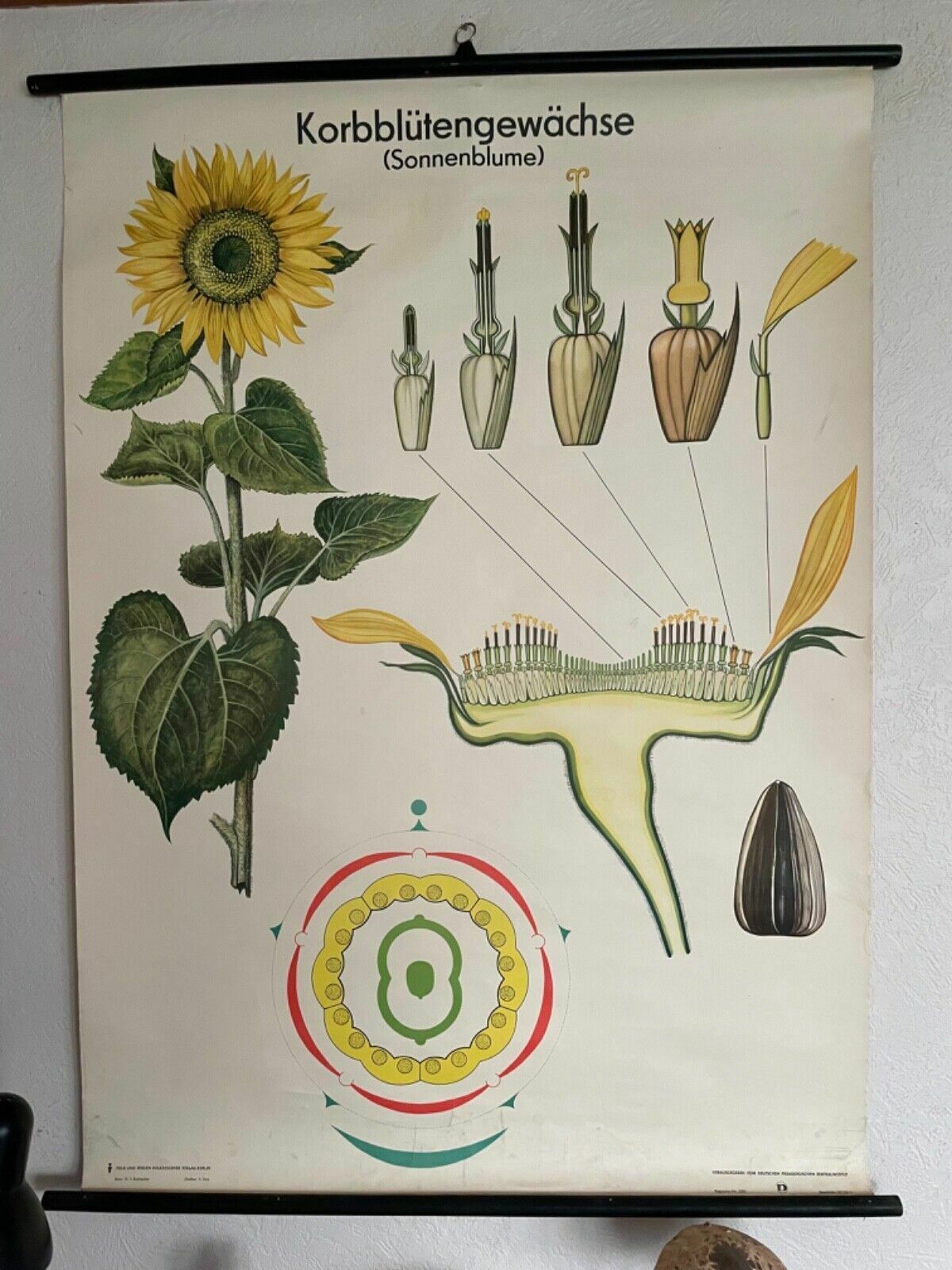 Vintage Sunflower School Chart Volk Und Wissen Botanical Poster photo furniture
