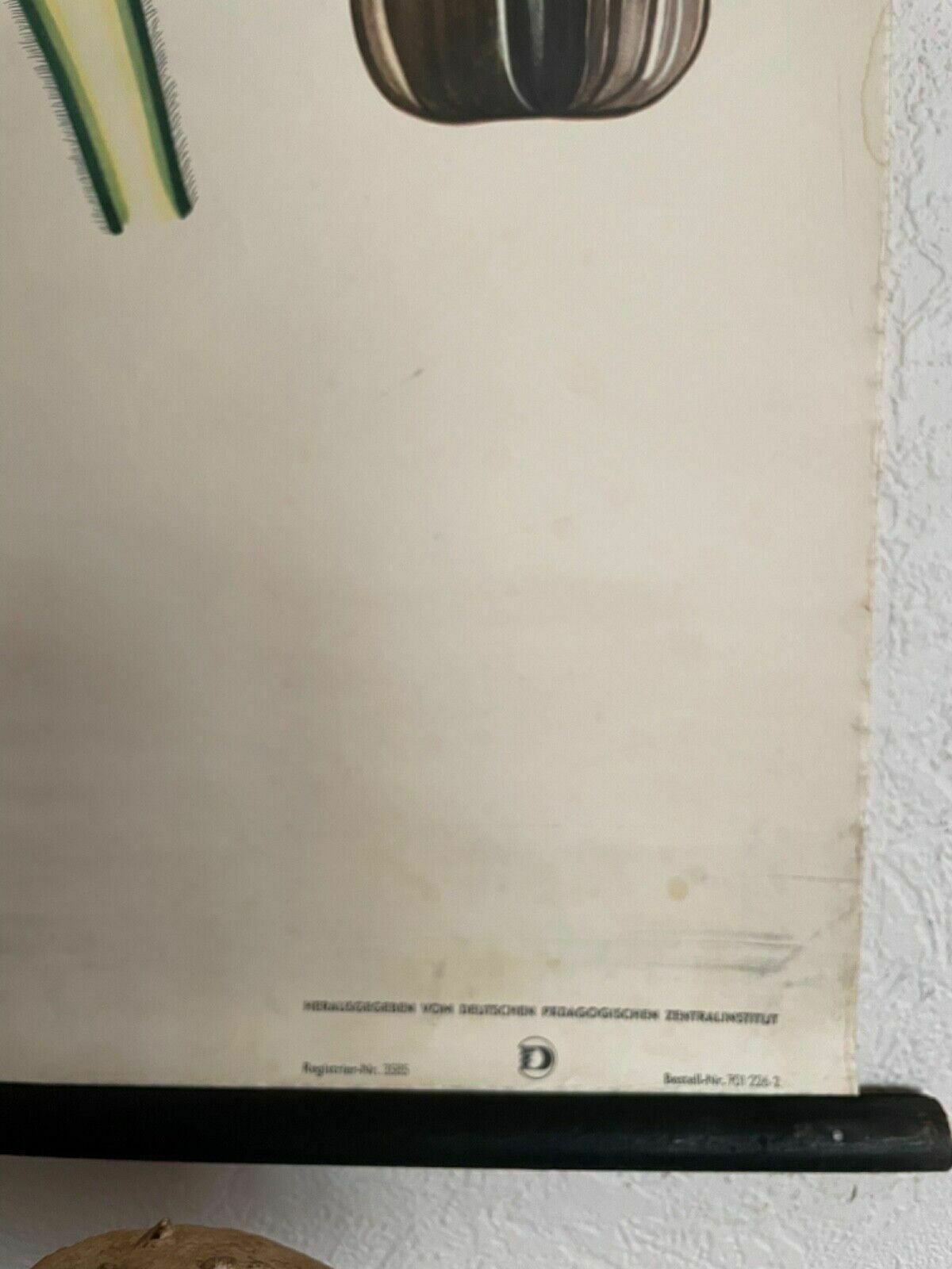 Vintage Sunflower School Chart Volk Und Wissen Botanical Poster photo 153.0