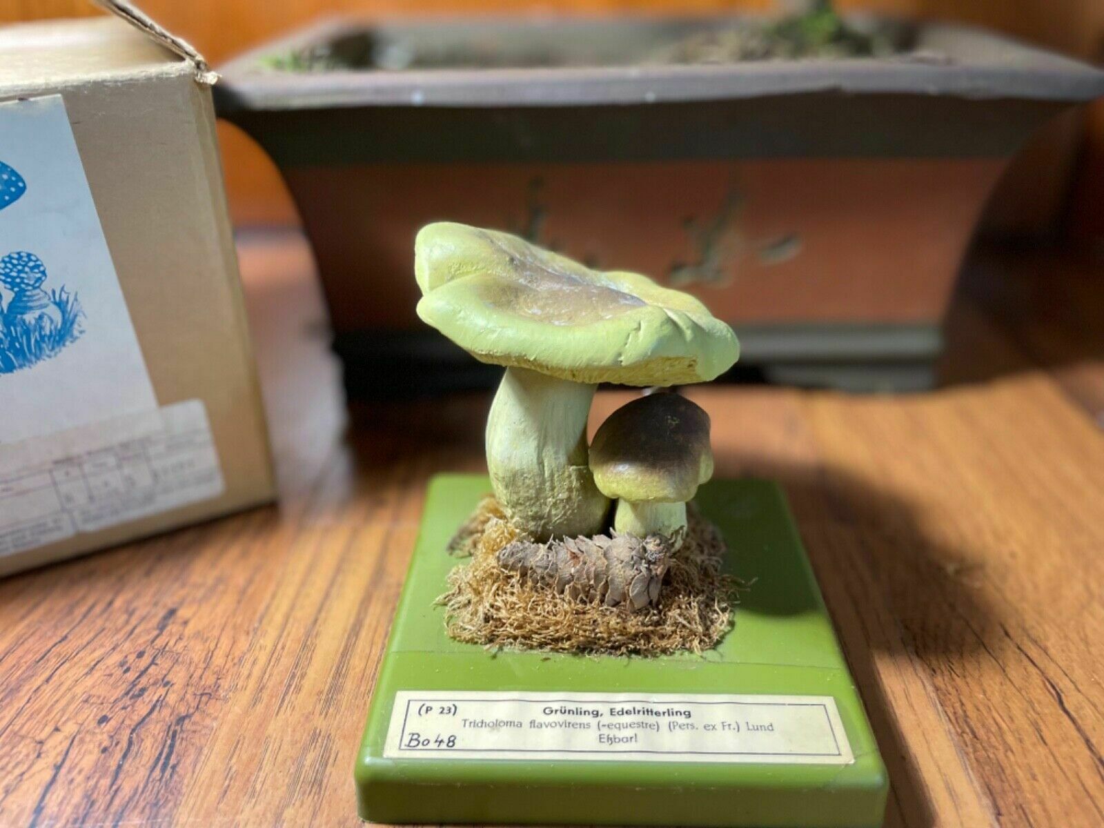 Vintage Somso Yellow Knight Mushrooms Educational Model Fungus School Model photo furniture