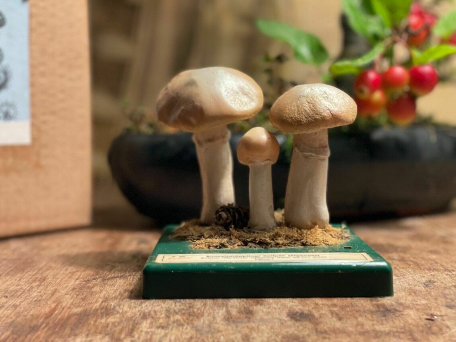 Vintage Somso Gypsy Mushrooms Educational Model Edible Fungus Toadstool