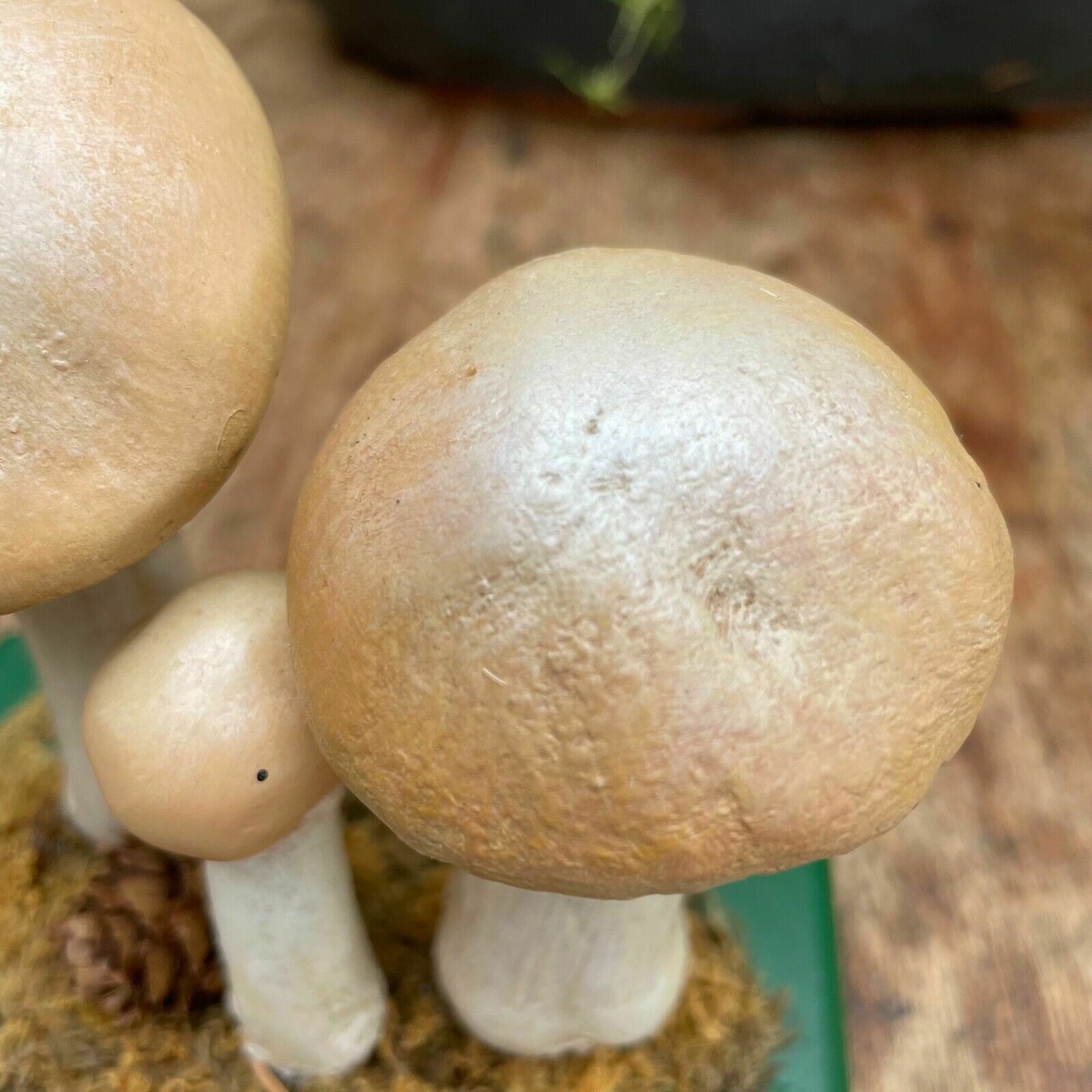 Art Vintage Somso Gypsy Mushrooms Educational Model Edible Fungus Toadstool photo
