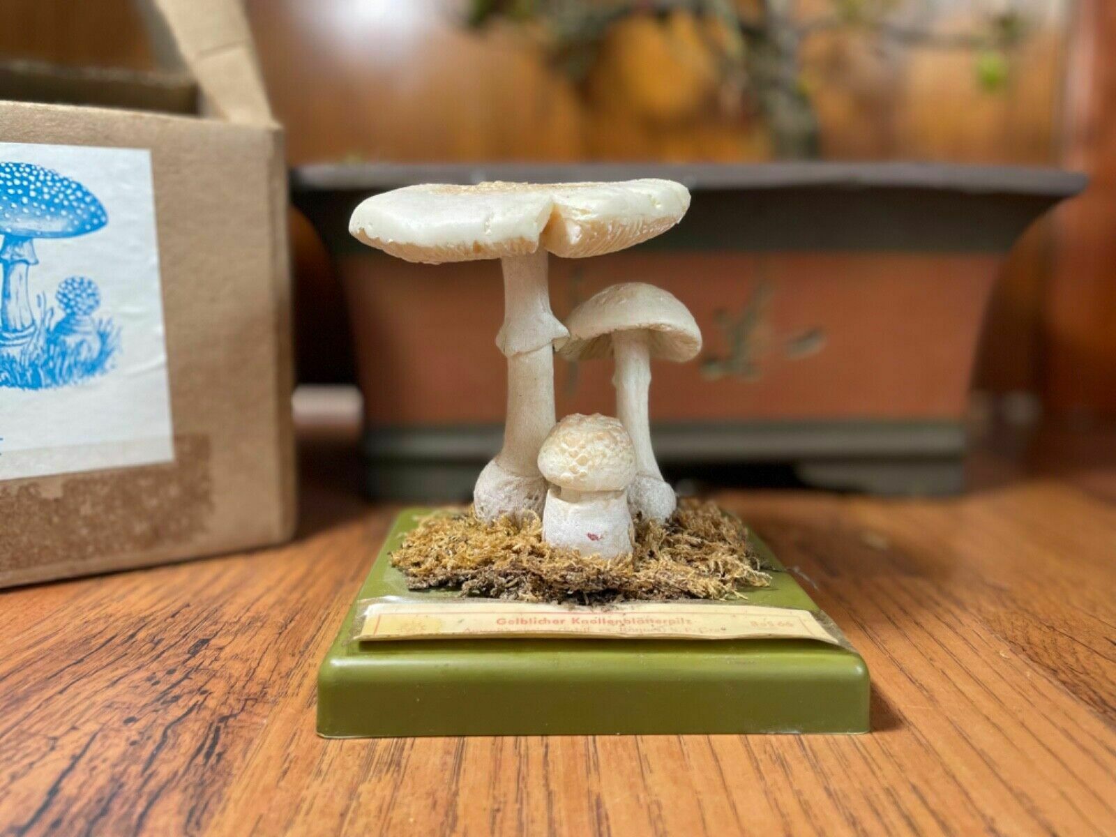 Vintage Somso False Death Cap Mushrooms Educational Model Fungus School Model