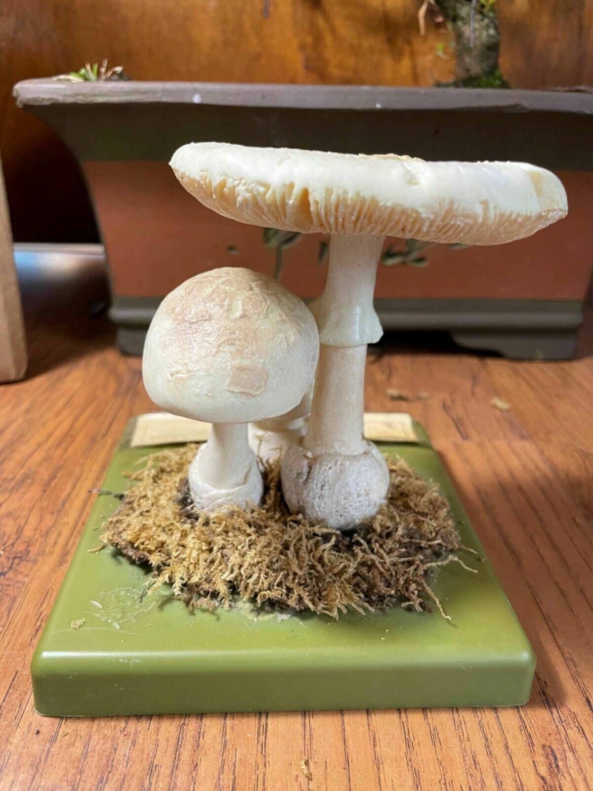 Vintage Somso False Death Cap Mushrooms Educational Model Fungus School Model photo for sale