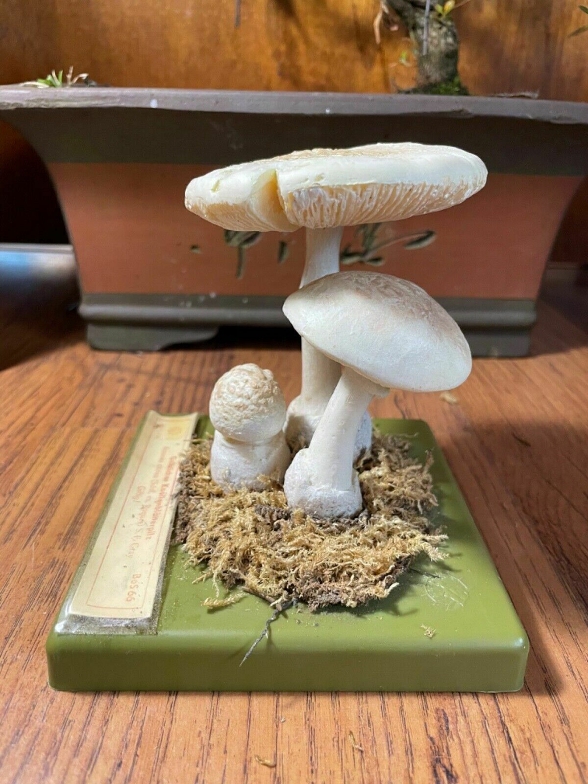Vintage Somso False Death Cap Mushrooms Educational Model Fungus School Model photo 171.0