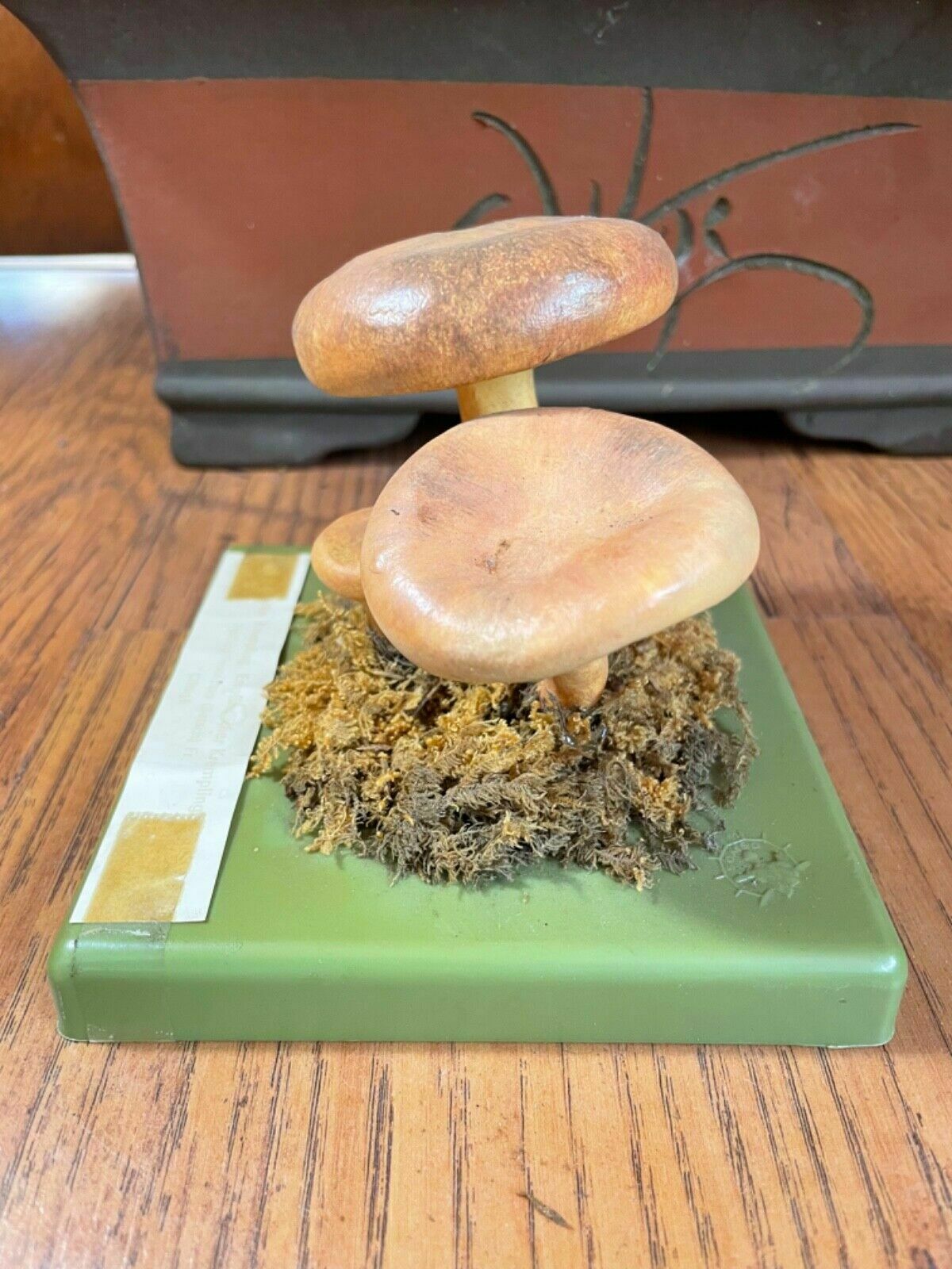 Vintage Somso Brown Roll Rim Mushrooms Educational Model Poisonous Fungus photo 171.0